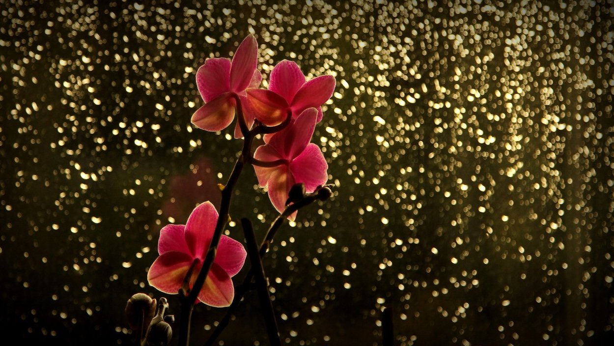 Огненная Орхидея