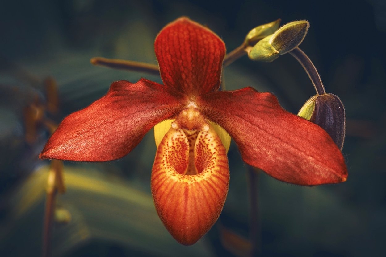 Orchidaceae Juss