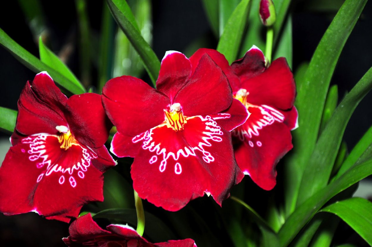 Красная архидея с росой