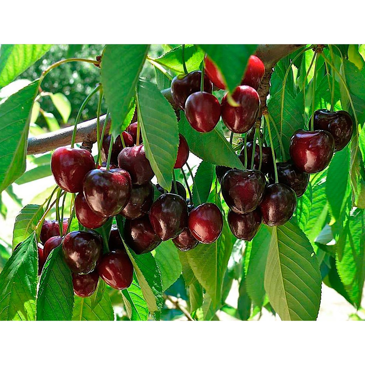 Черевишня Дюк чудо-вишня