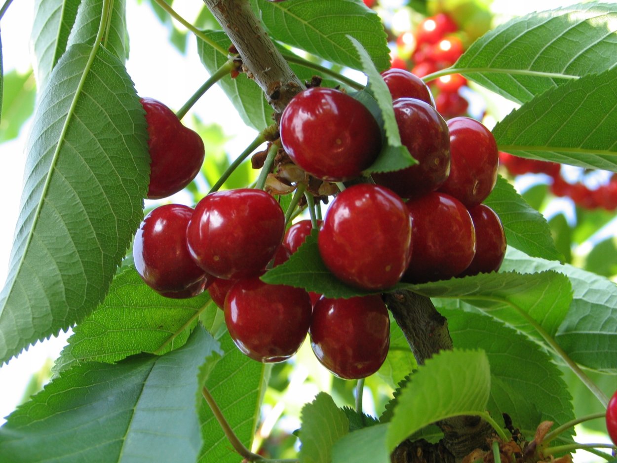 Вишня Морозовка дерево