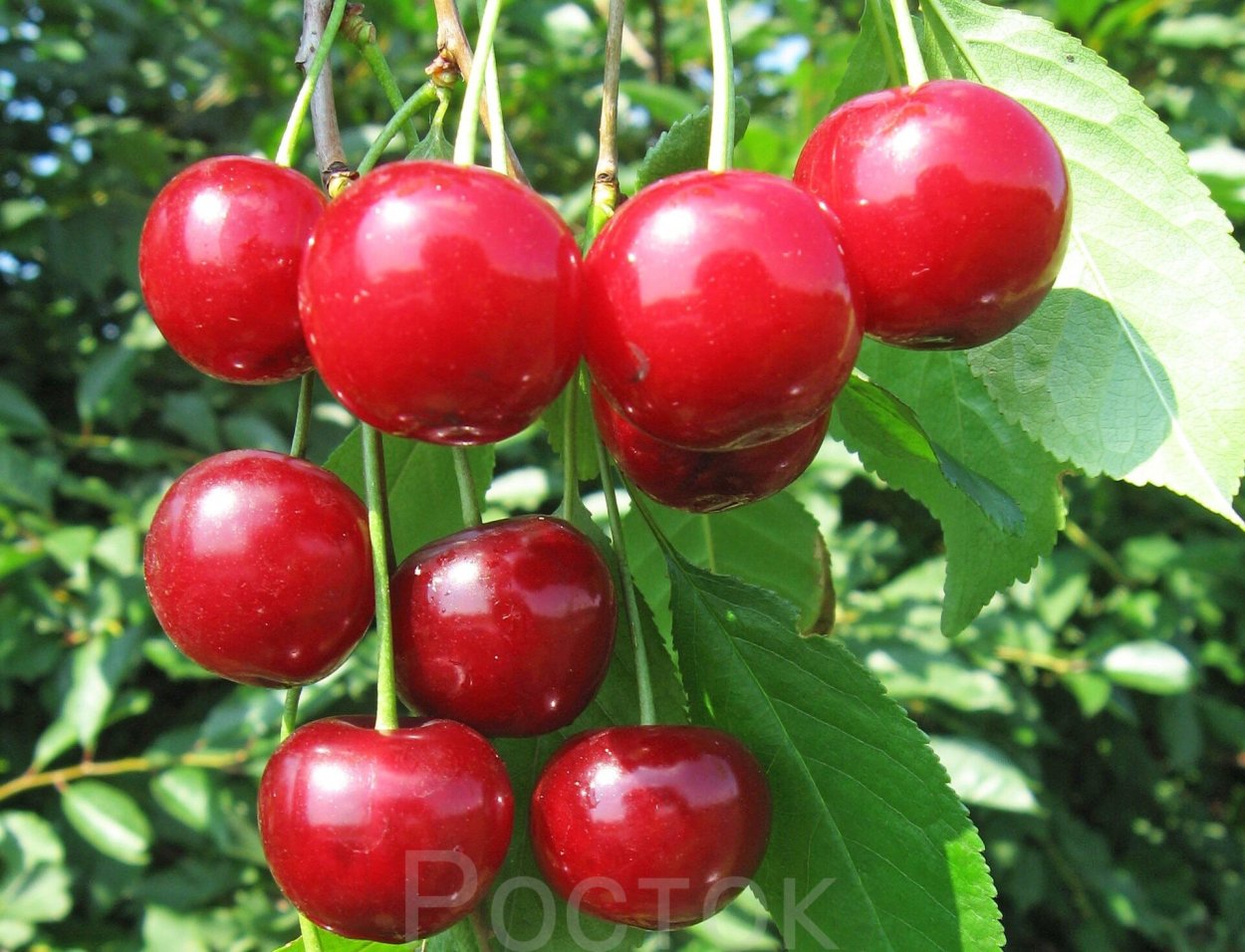 Корни дерева