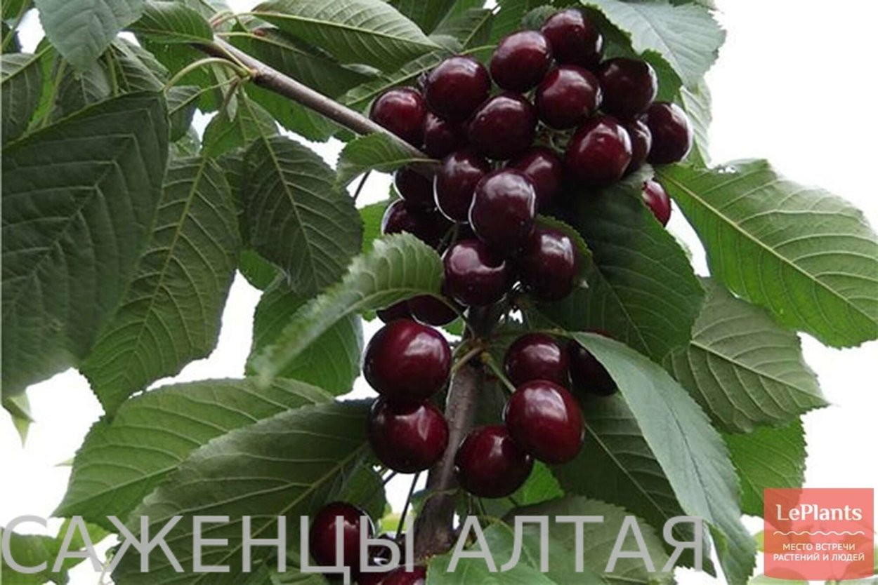 Древовидная вишня низкорослая