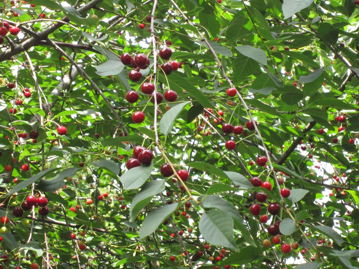 Вишня Морель Брянская