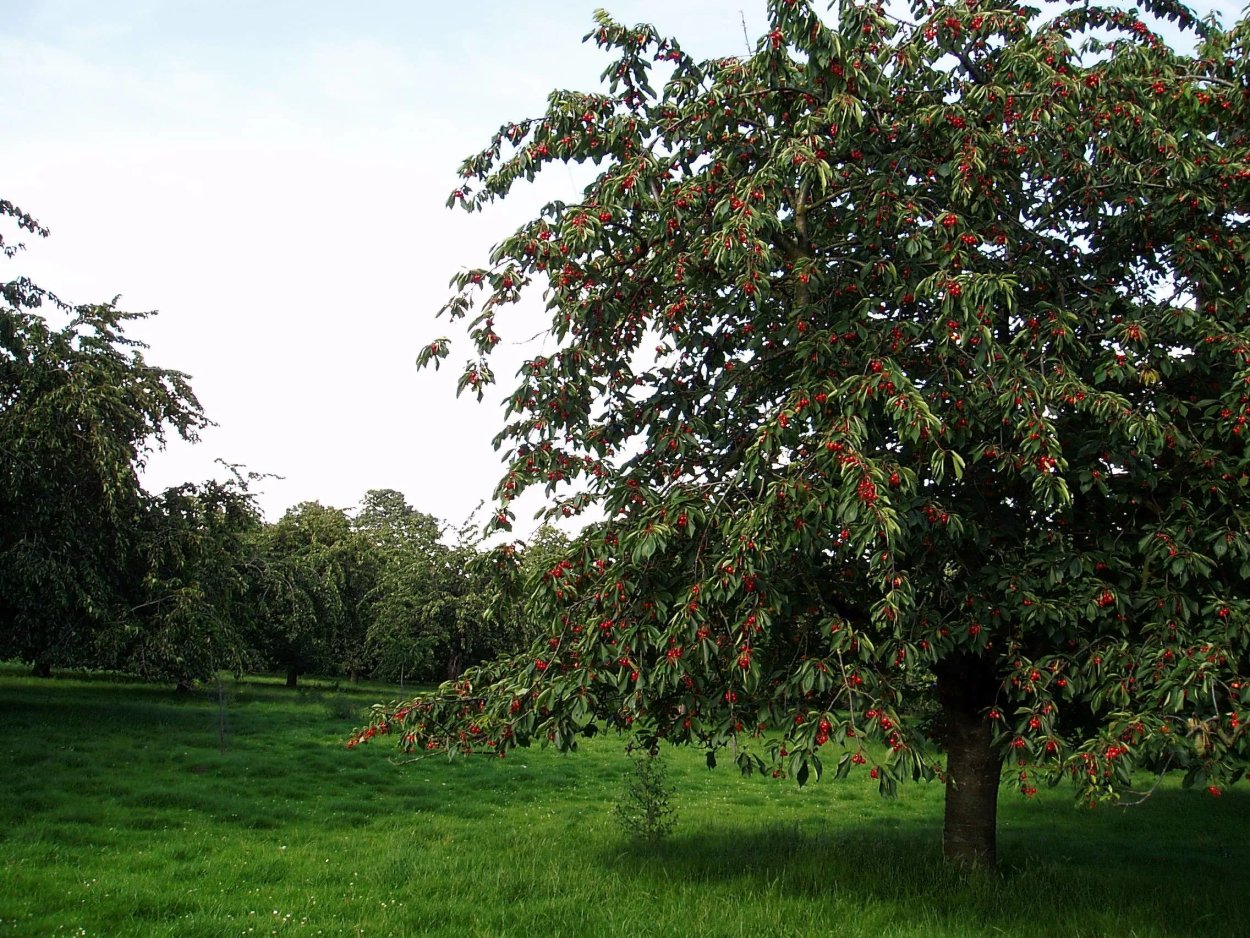 Вишня Шакировская