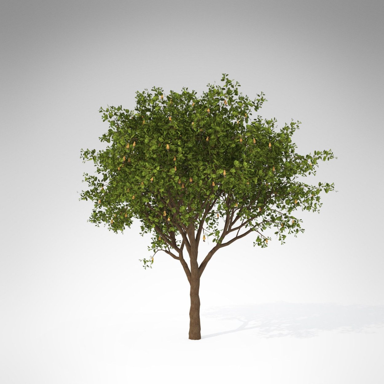 Вишня+черешня Дюк