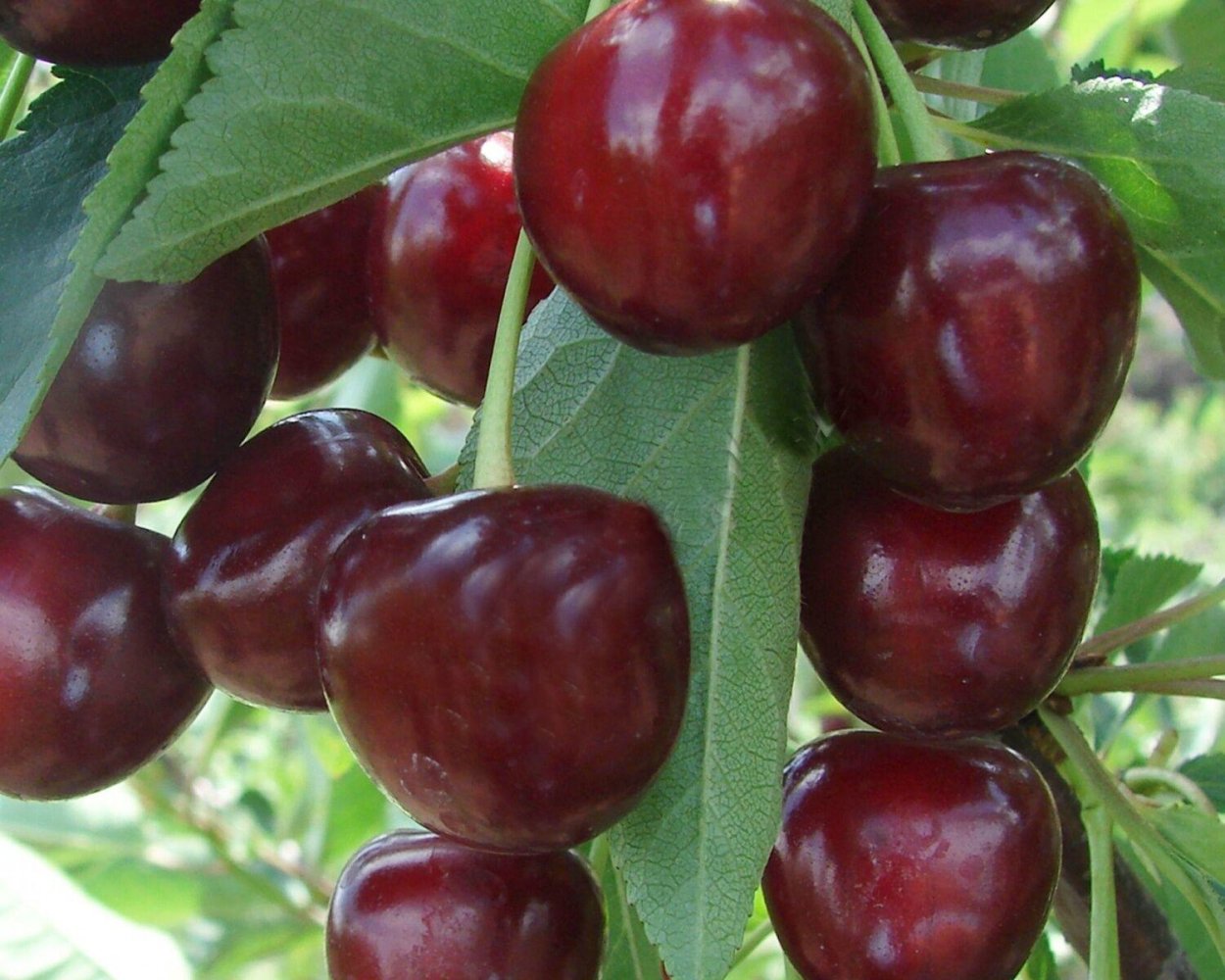 Черевишня Дюк Спартанка