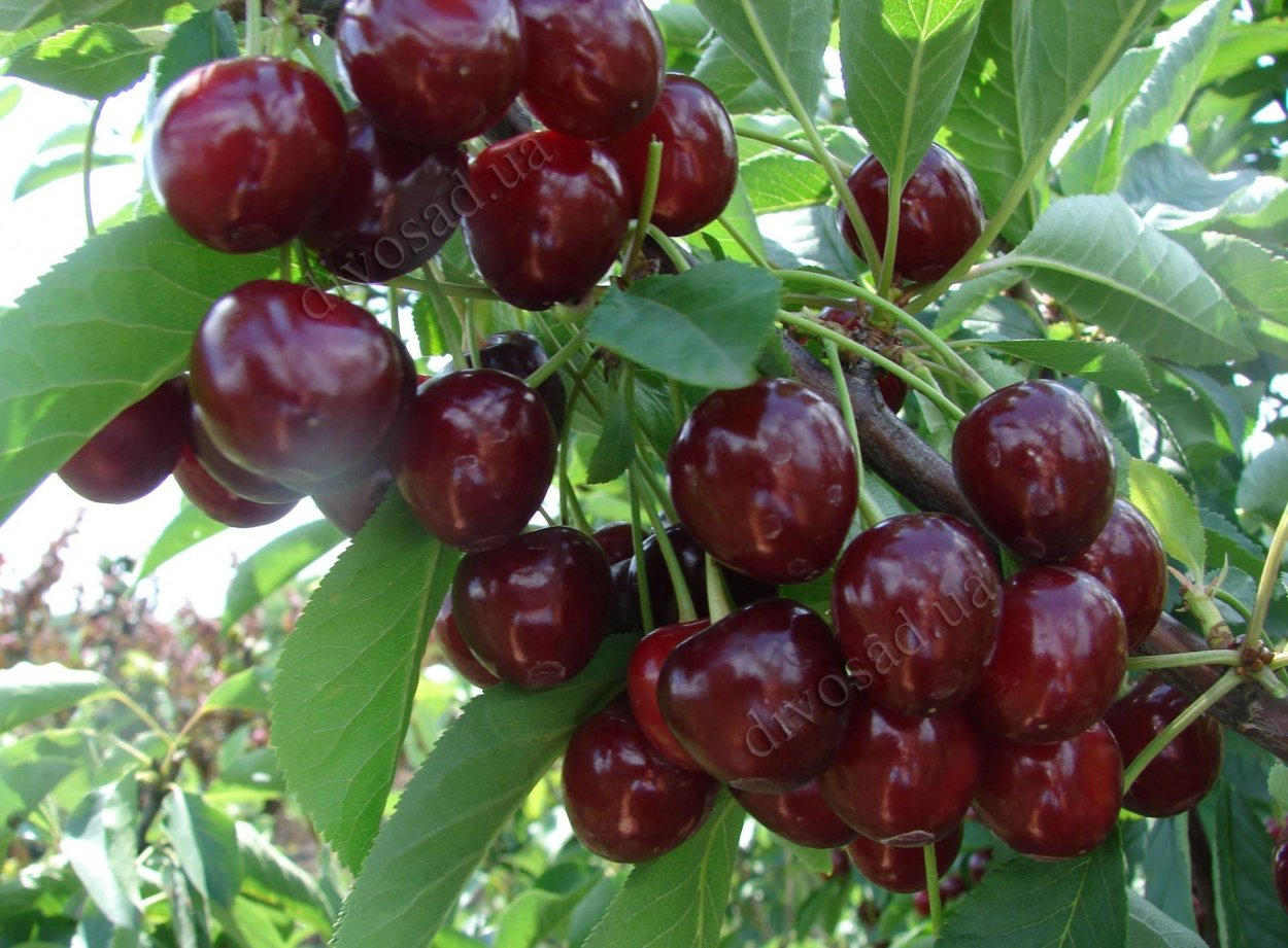 Вишня десертная Морозовой