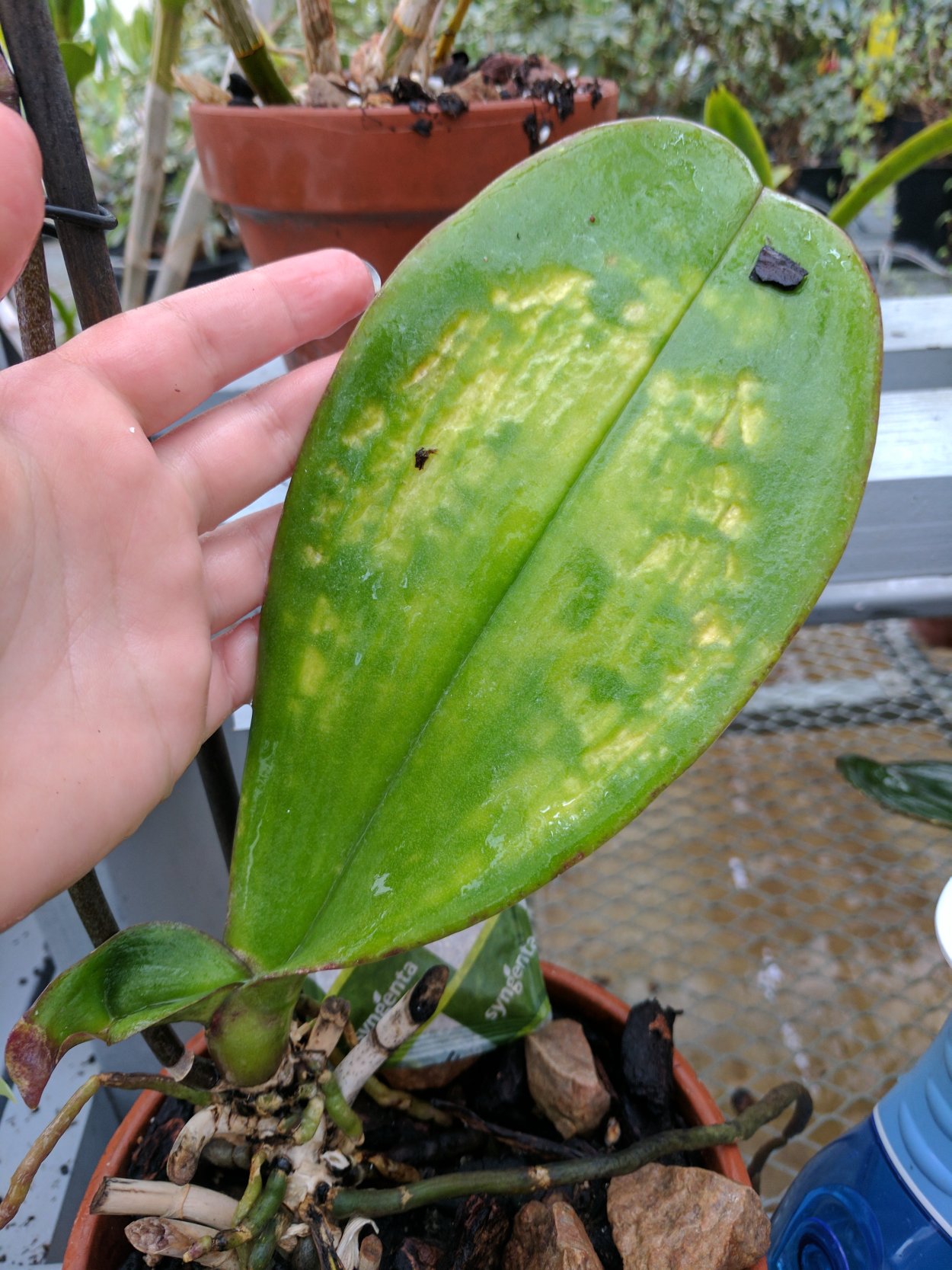 Ржавчина на листьях орхидеи