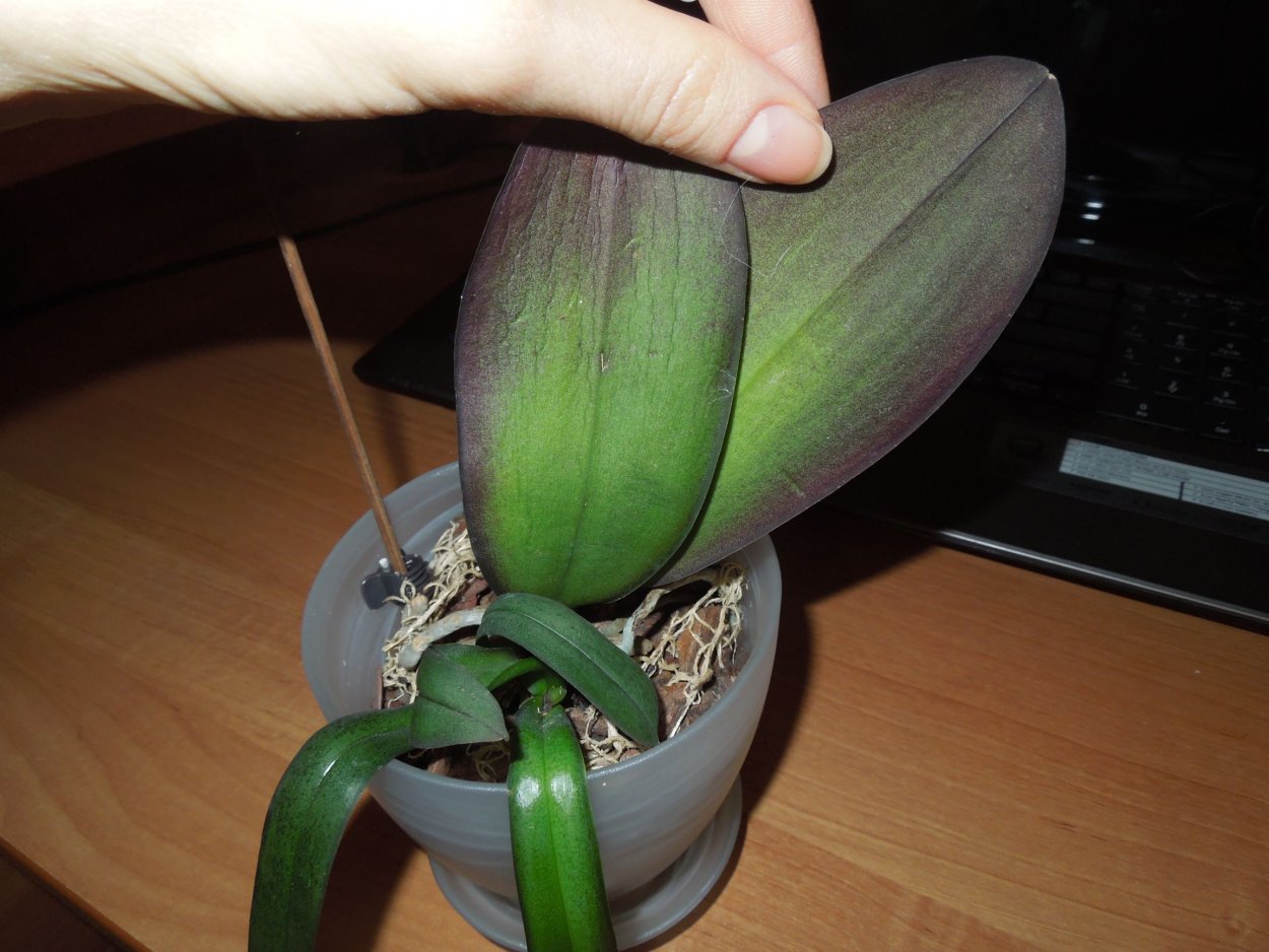 Коричневые пятна на листьях пафиопедилума