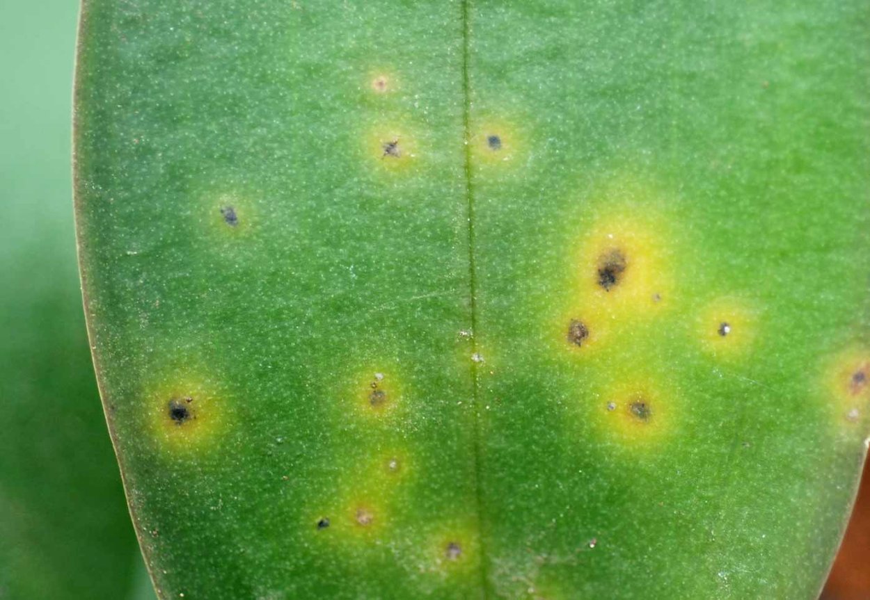 Пятнистость на листьях орхидеи фаленопсис