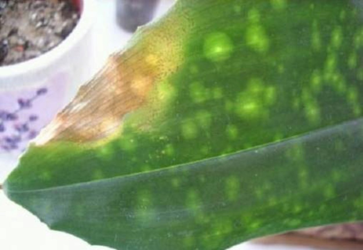 Вырост на листе орхидеи