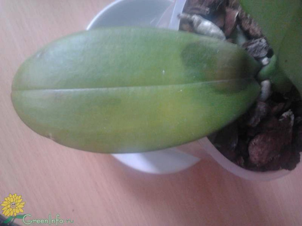 Бактериальная гниль фаленопсис