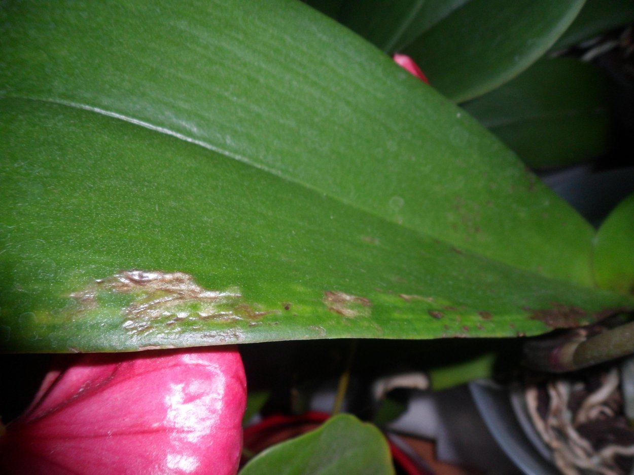 Антракноз болезнь орхидей