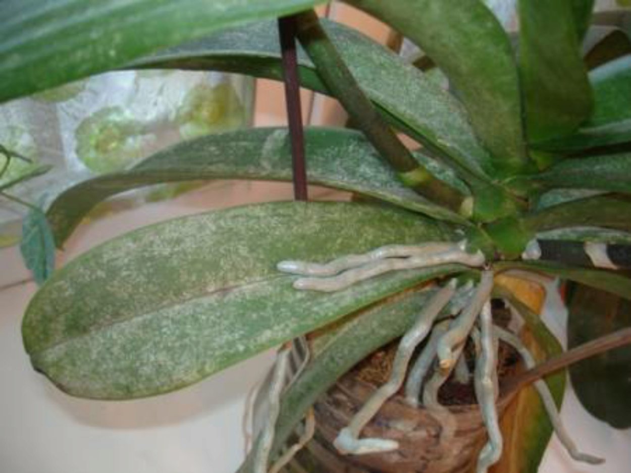 Вмятины на листьях фаленопсиса