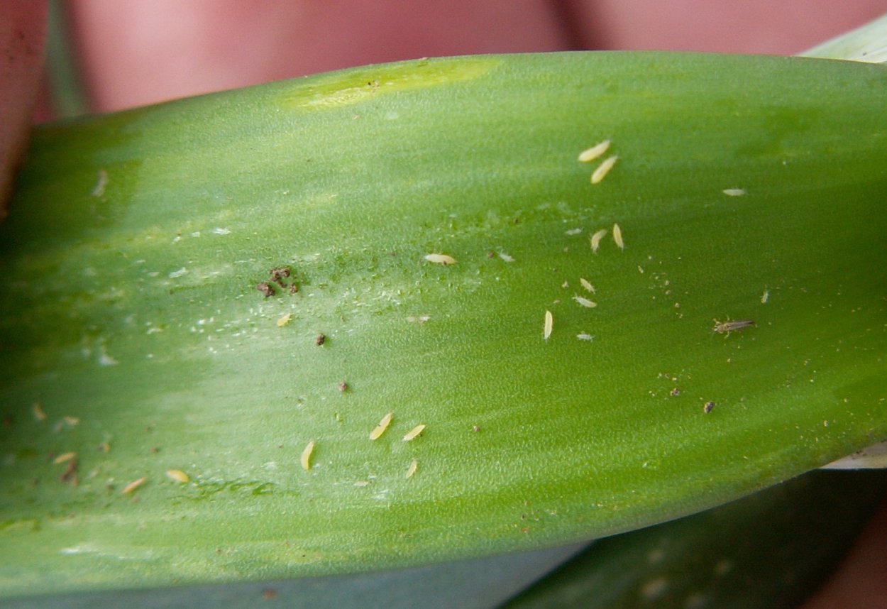 Липкие капли на листьях орхидеи фаленопсис