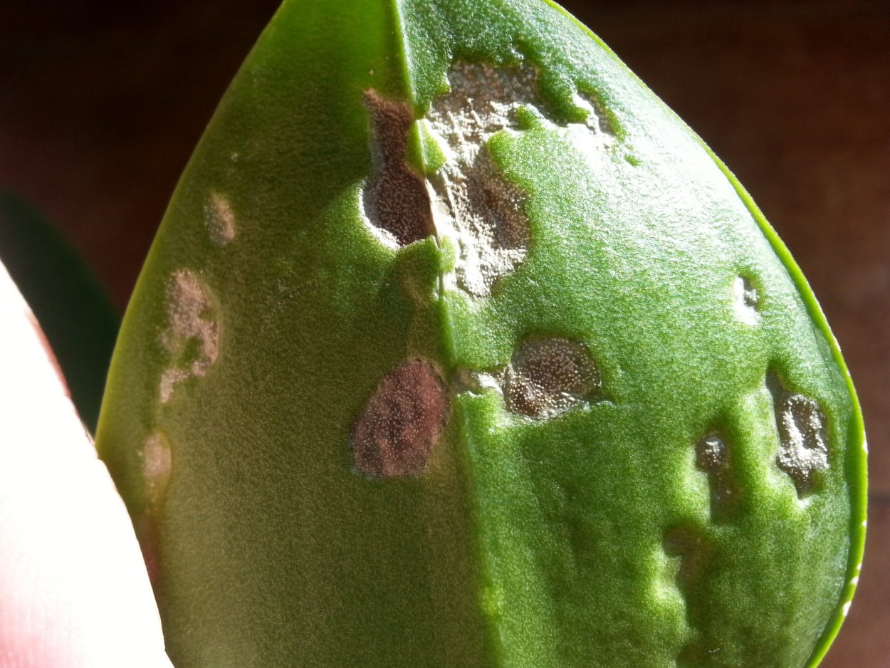 Пятнистость фаленопсис