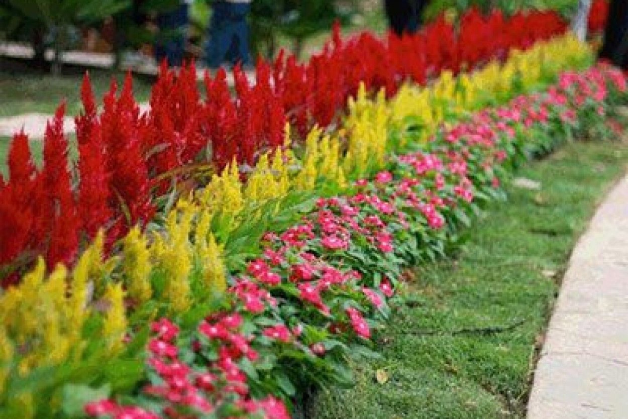 Миксбордер целозия