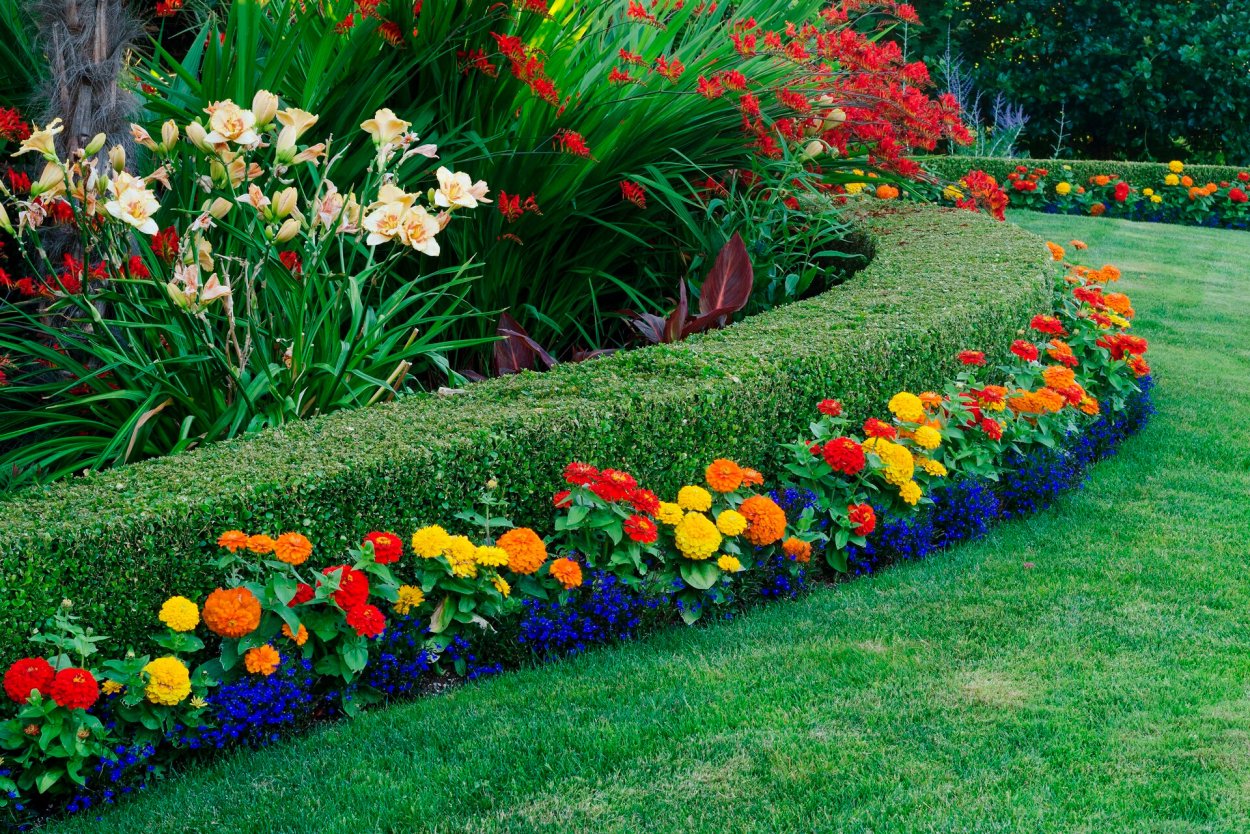 Хризантема мультифлора шаровидная клумба