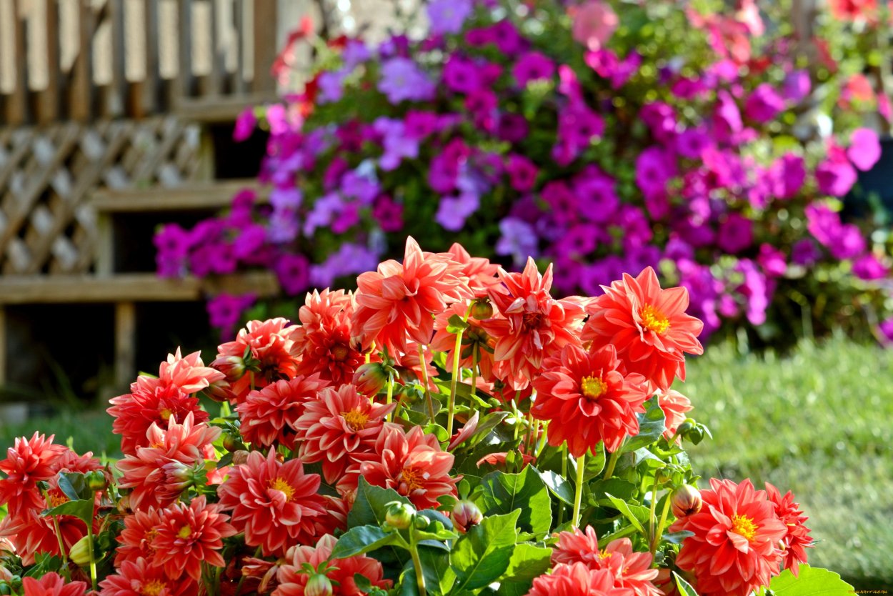 Календулы бархатцы Флоксы