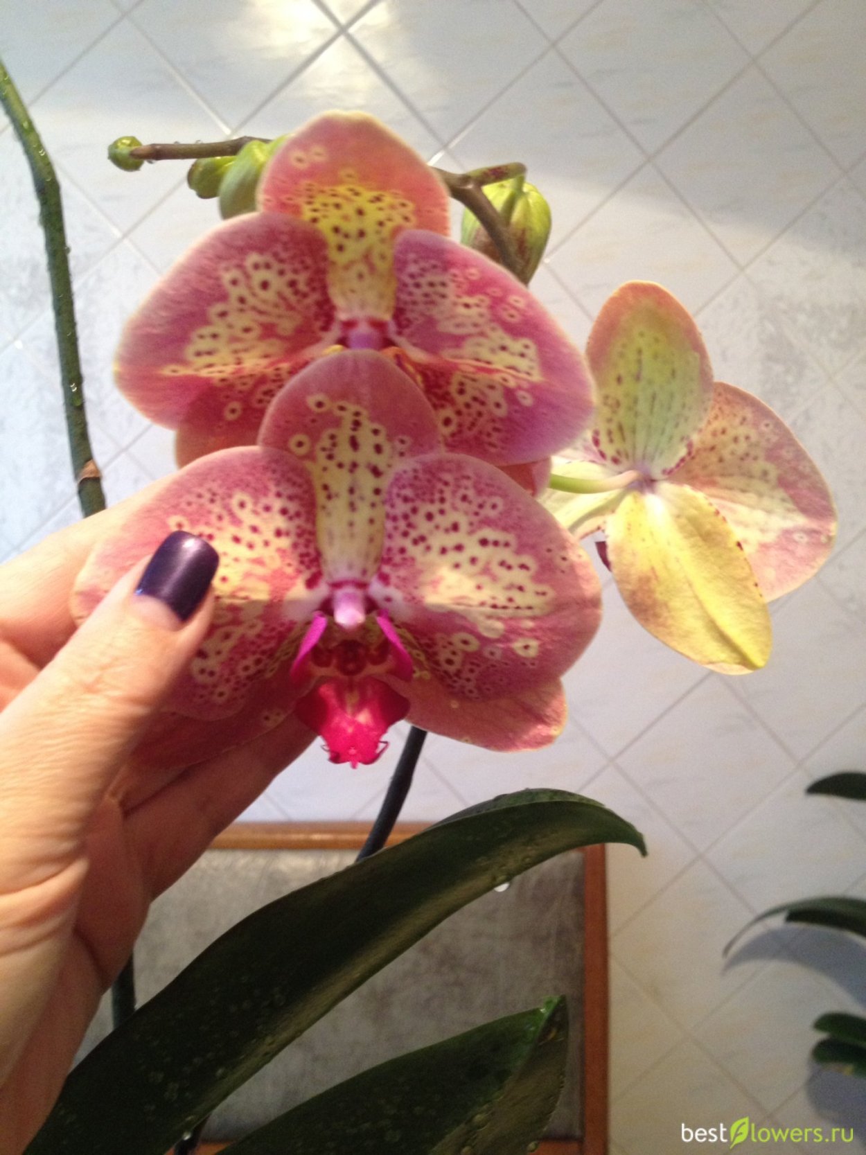 Орхидея Phalaenopsis Peaches
