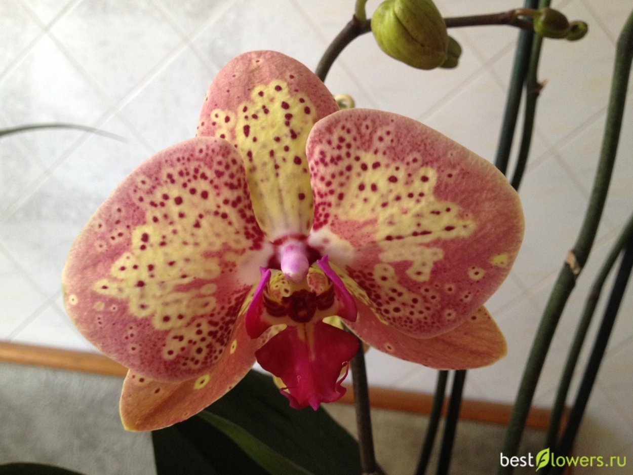 Фаленопсис дикий персик