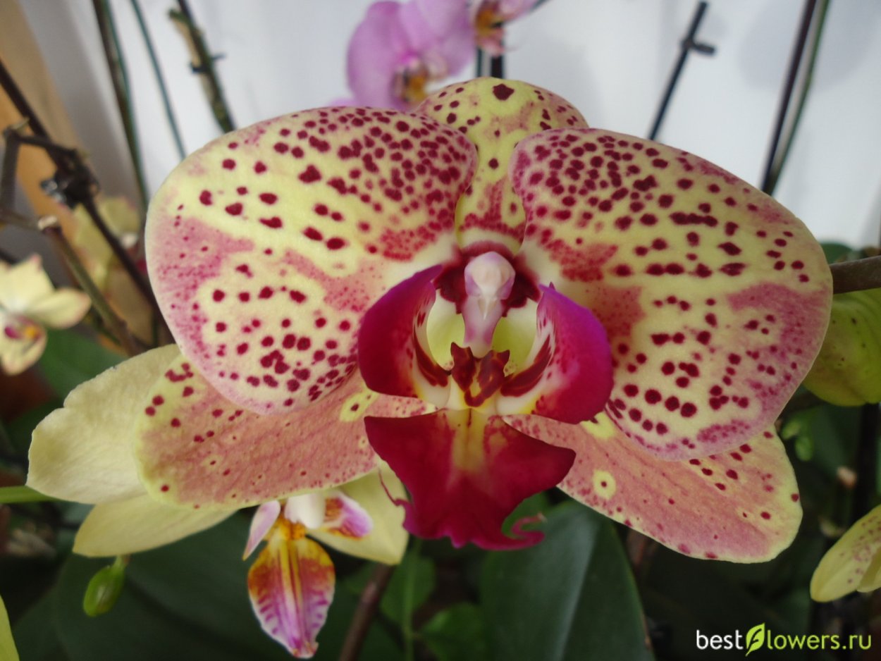 Phal. Sun Peach s706