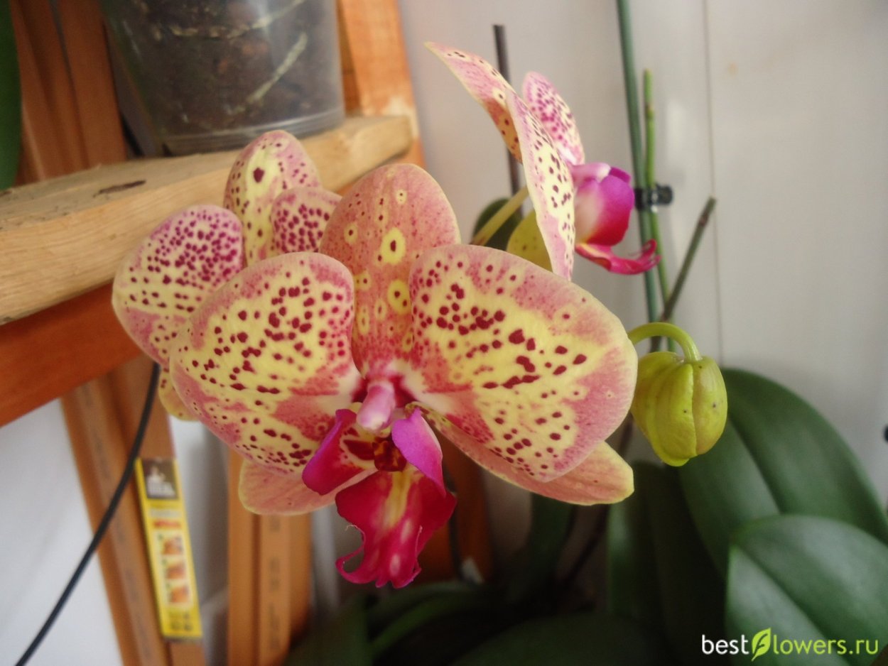 Wild Peach Орхидея