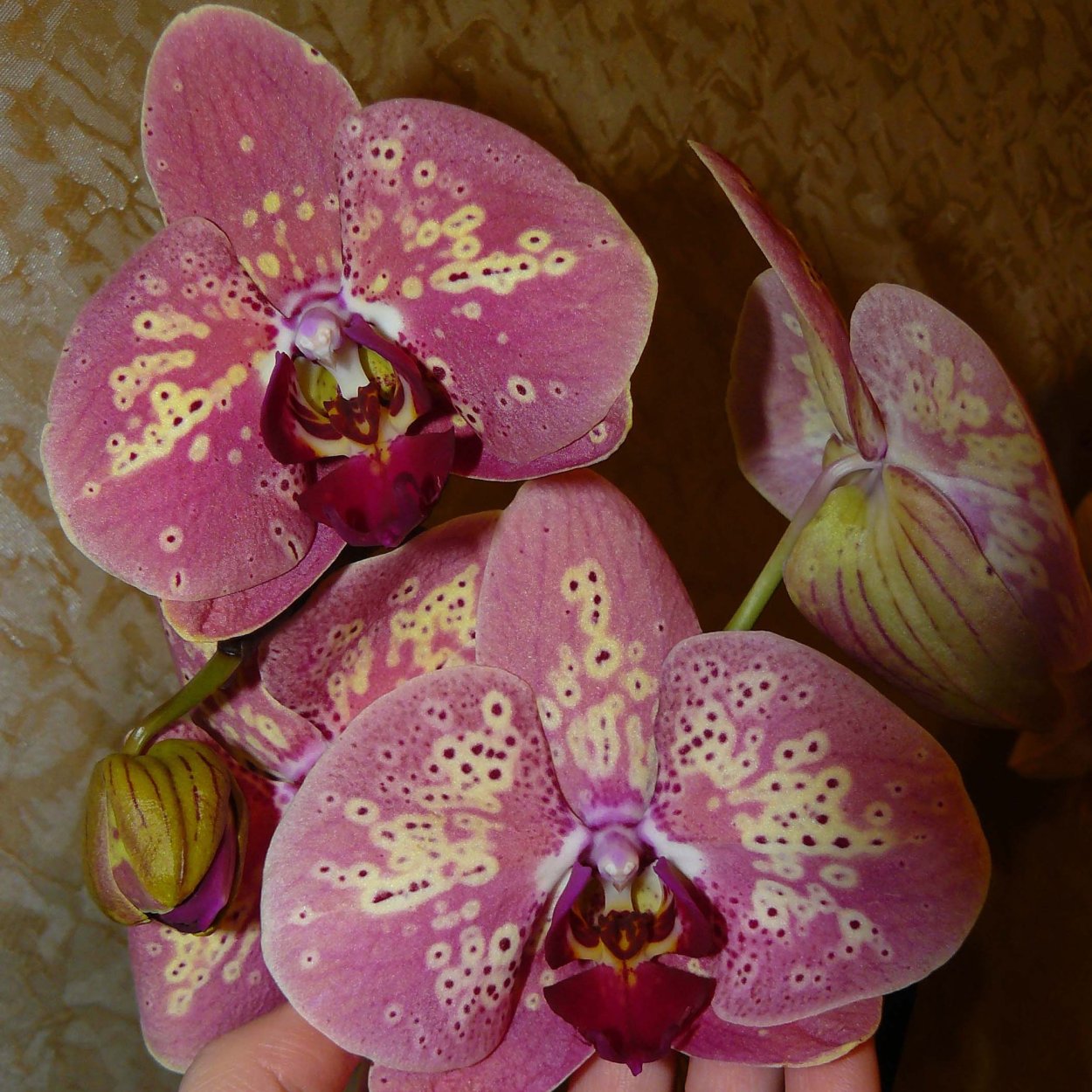 Фаленопсис дикий персик