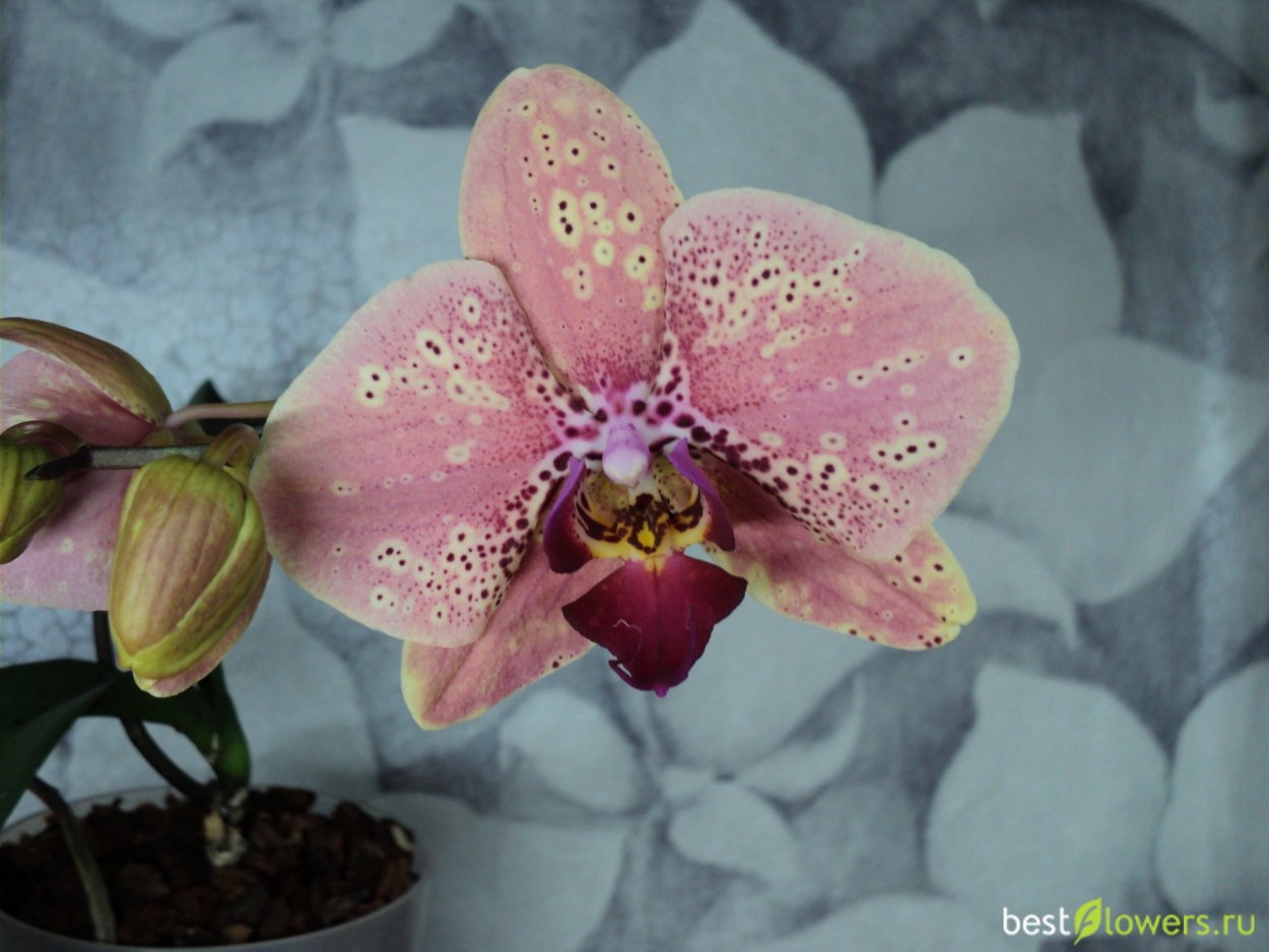 Фаленопсис дикий персик