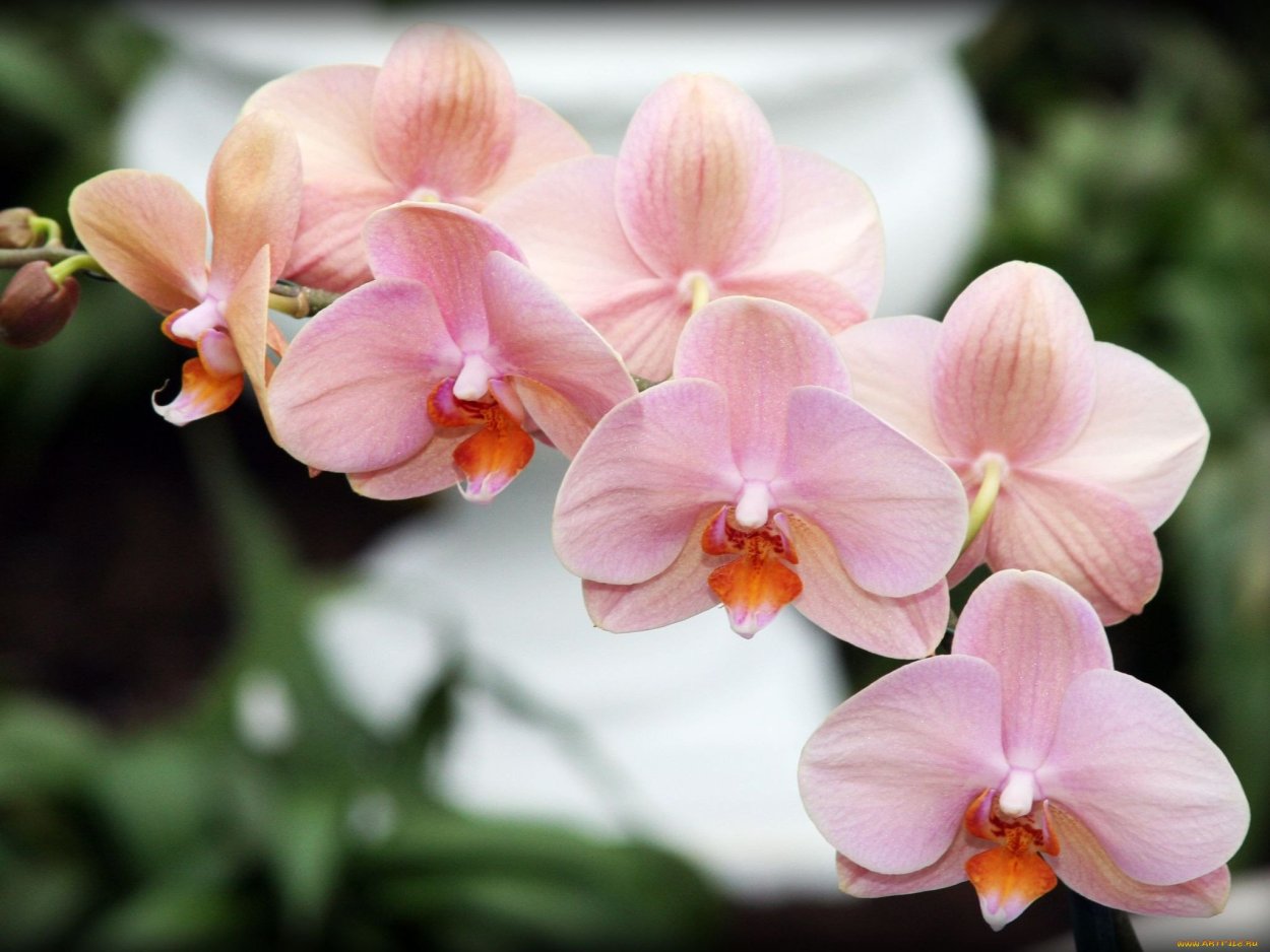 Бежевая Орхидея фаленопсис