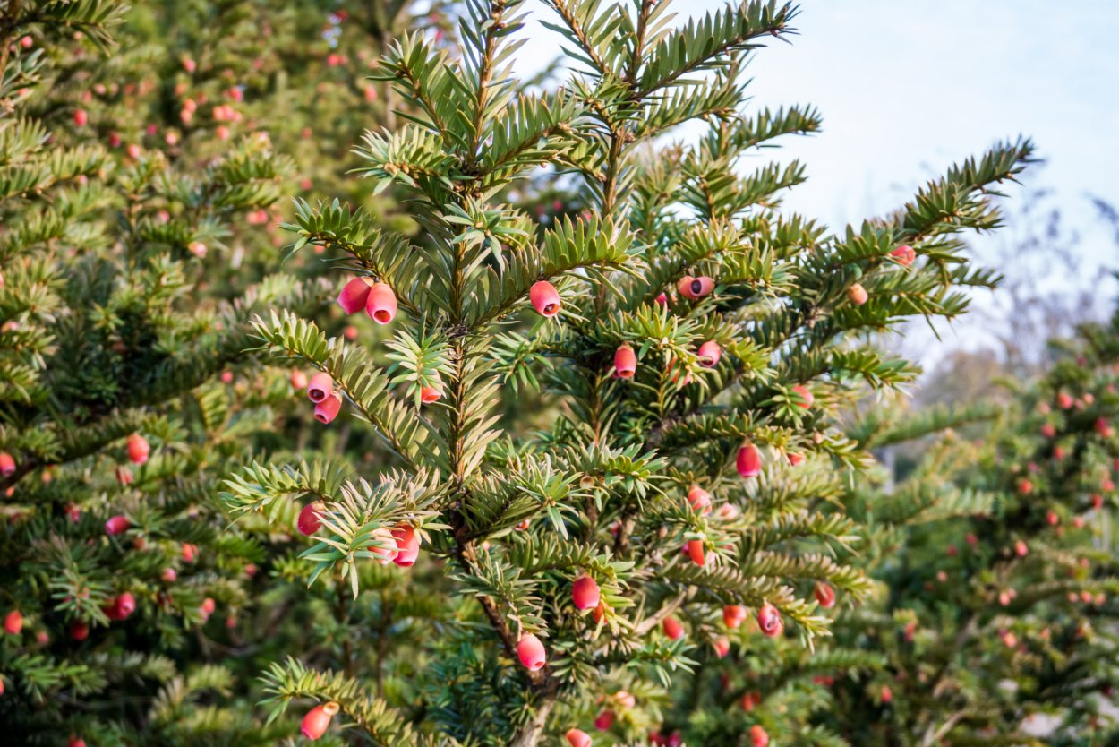 Тисс ягодный дерево