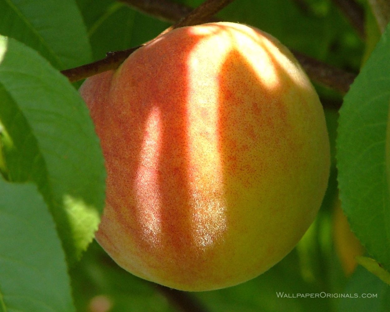 Персик сорт Кремлевский