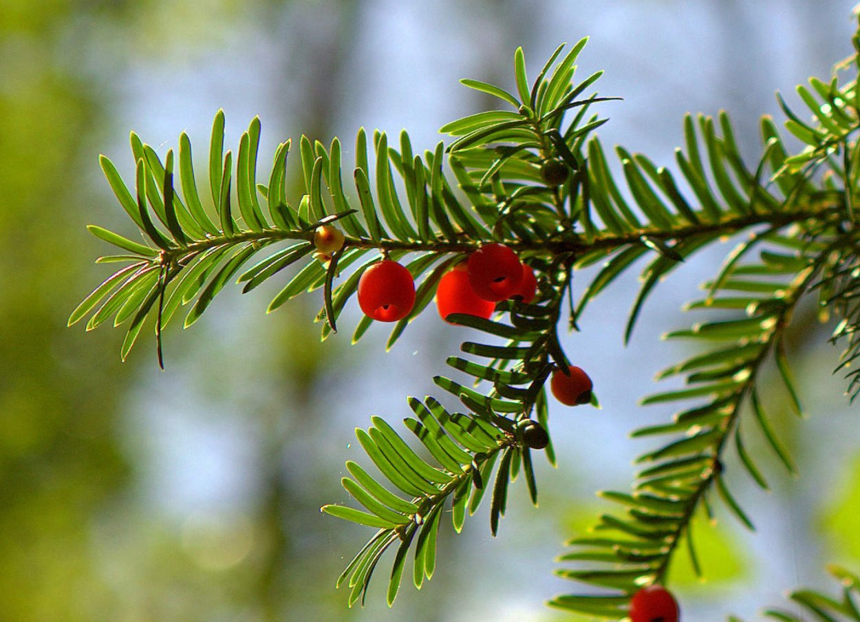 Растет ли в Новороссийске тис