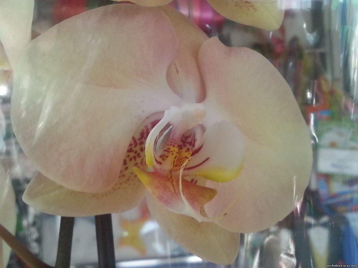Фаленопсис кремовый