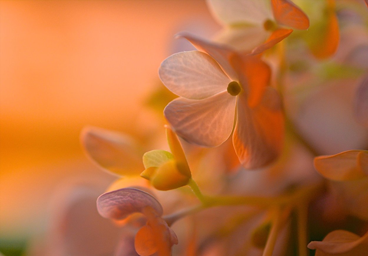 Персиковый цветок одиночества