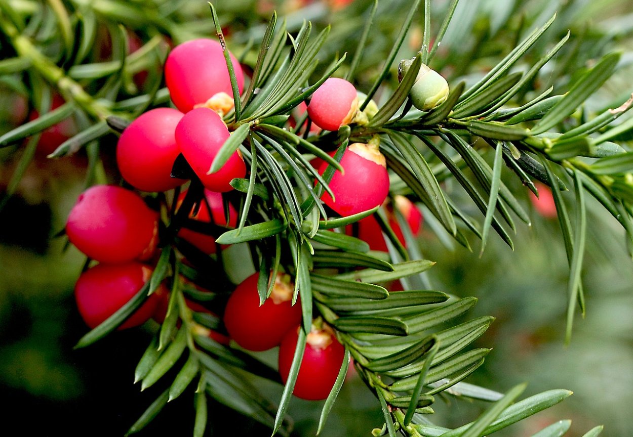 Тис ягодный (Taxus baccata David p9)