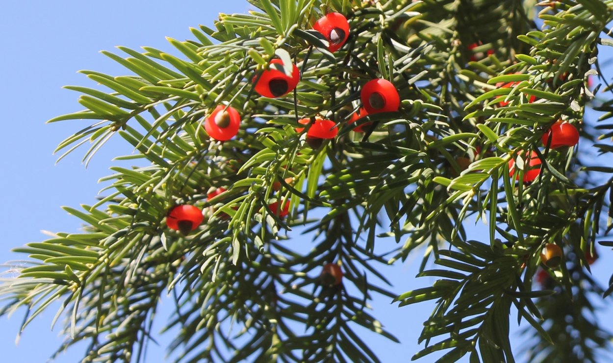 Ягодный Тисс хвойное