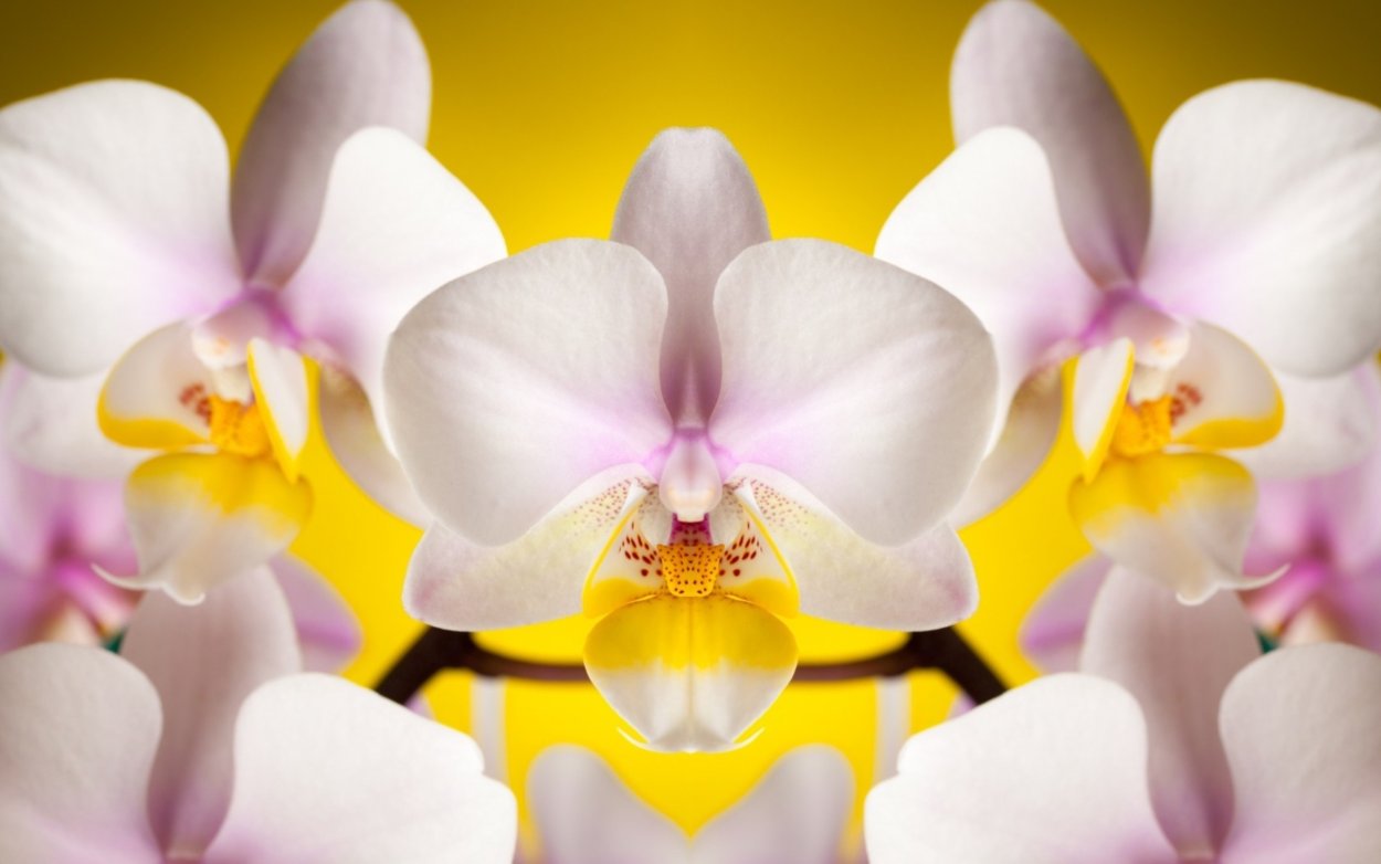 Красивый фон с орхидеями