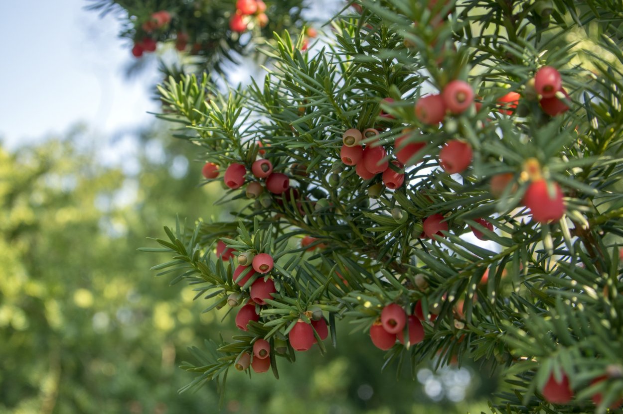 Тисс ягодный - Taxus baccata l