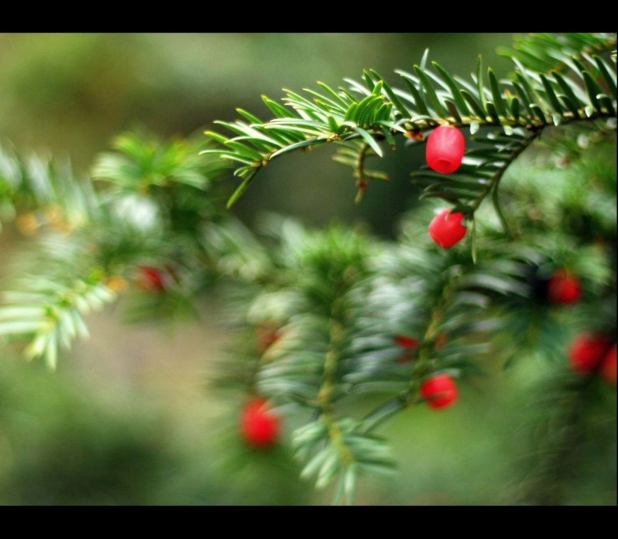 Тисс ягодный (Taxus baccata