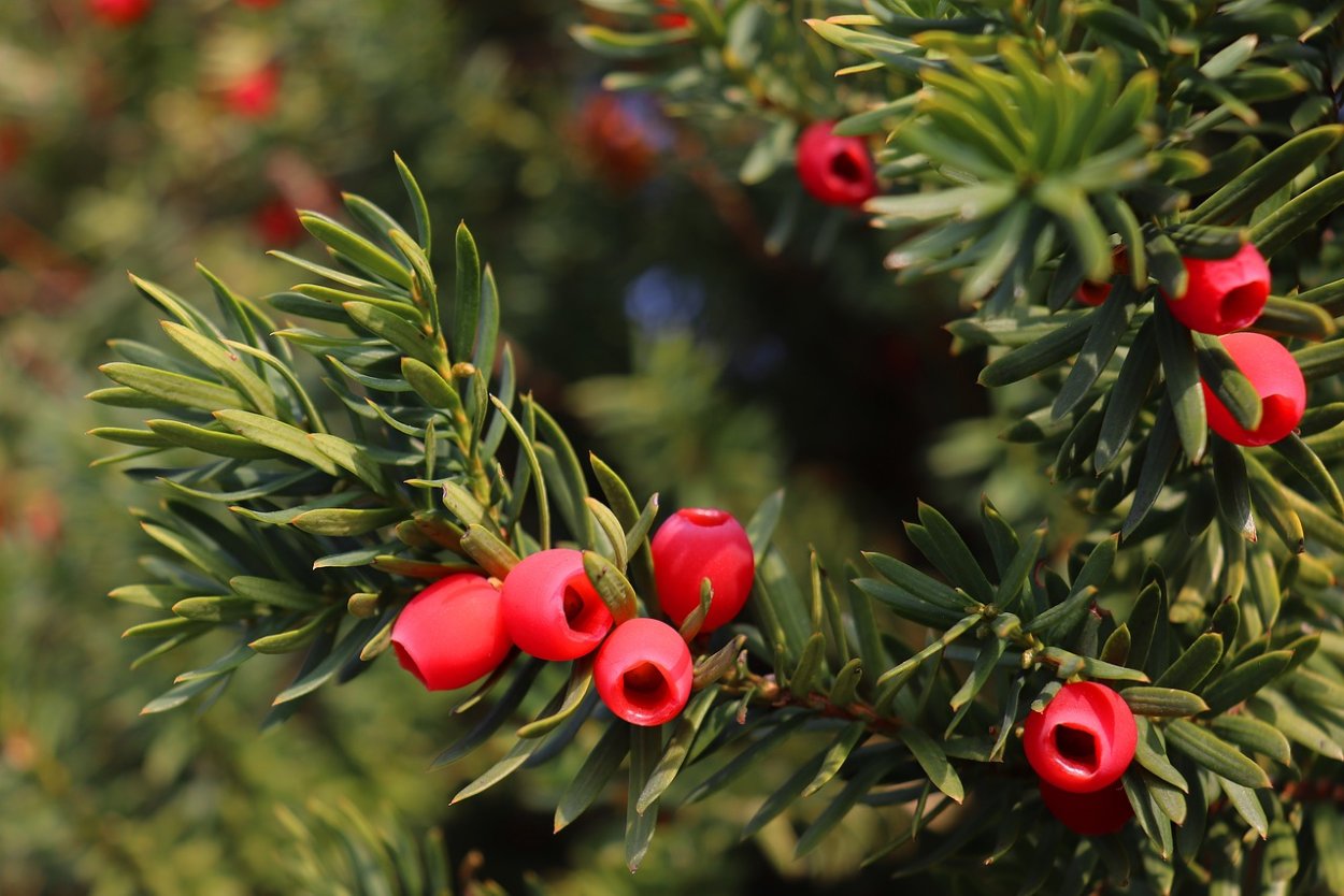 Дерево тис (Taxus)