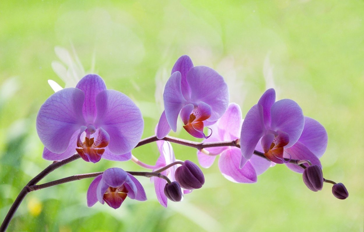 Орхидея Кресс