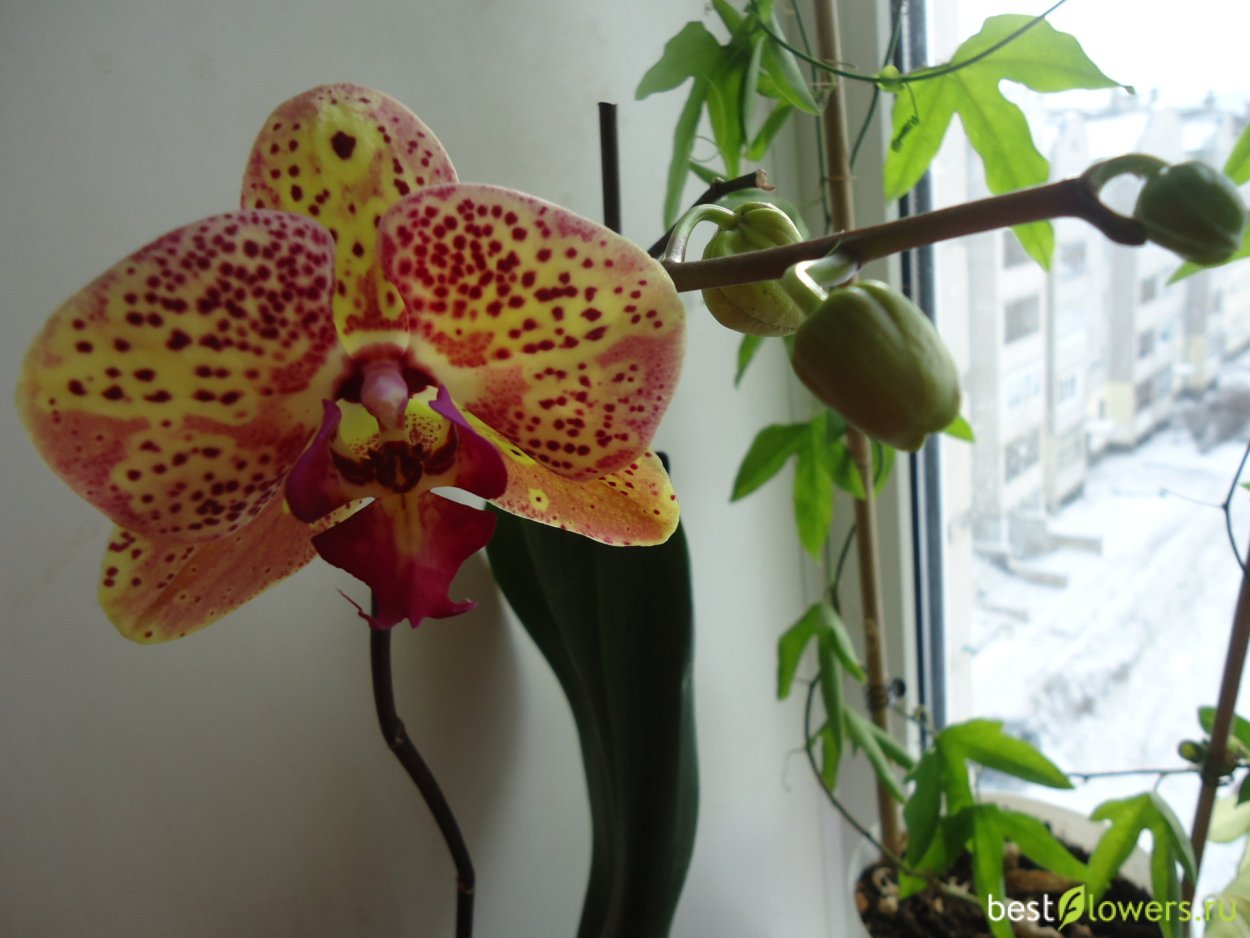 Phal. Sun Peach Орхидея