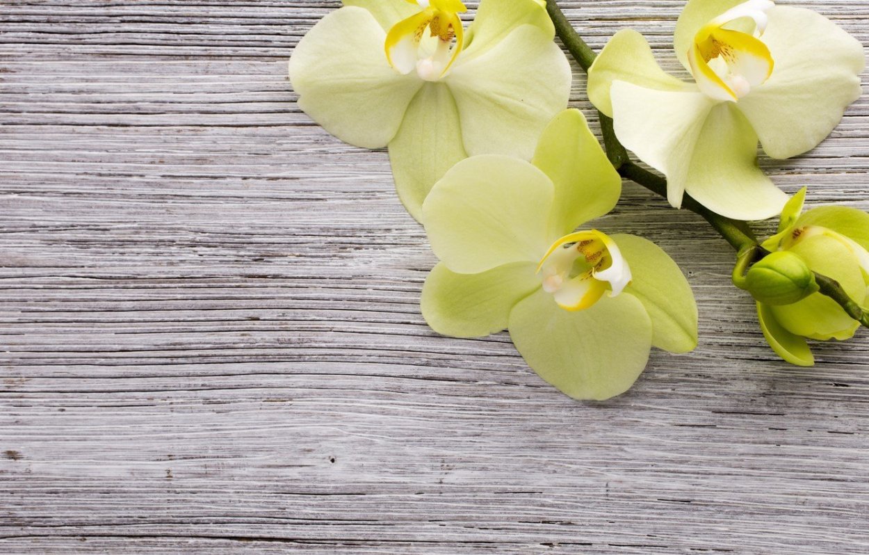 Орхидея фаленопсис Каталина