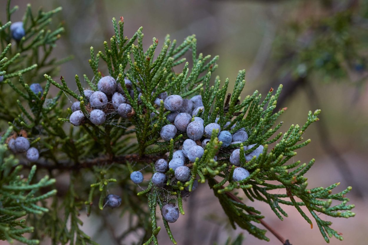 Крымский можжевельник красный
