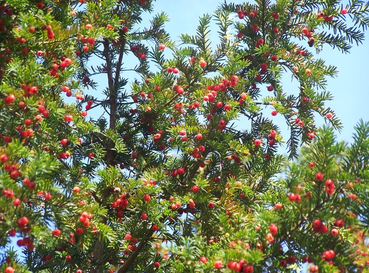 Тис ягодный (Taxus baccata David p9)