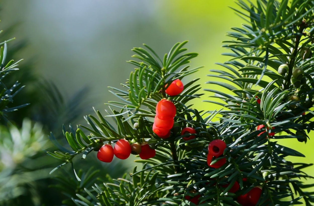 Шишки пихты испанской