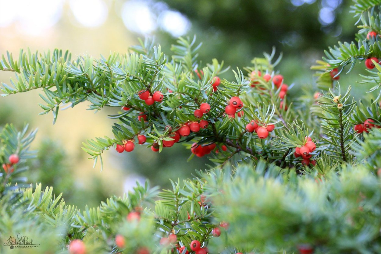 Тис ягодный дерево в природе