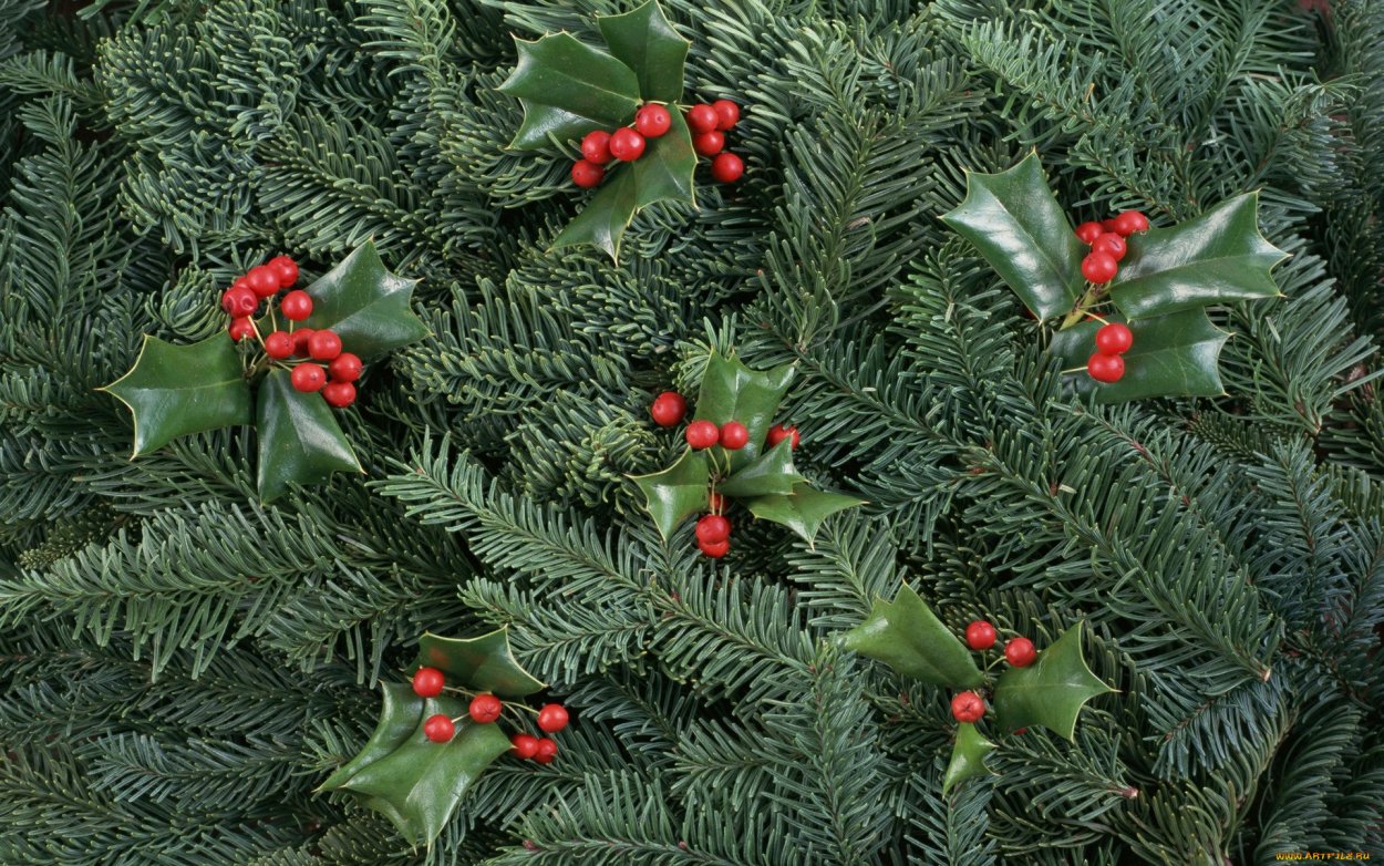 Тис ягодный Пендула